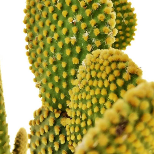 Opuntia microdasys 'Yellow' 6in