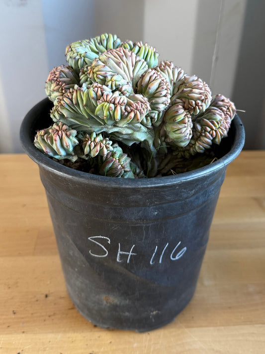 Myrtillocactus geometrizans ‘cristata’ SH116