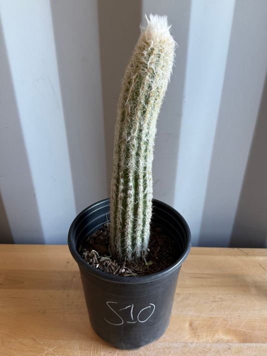 Old Man of the Andes | Oreocereus doelzianus S10