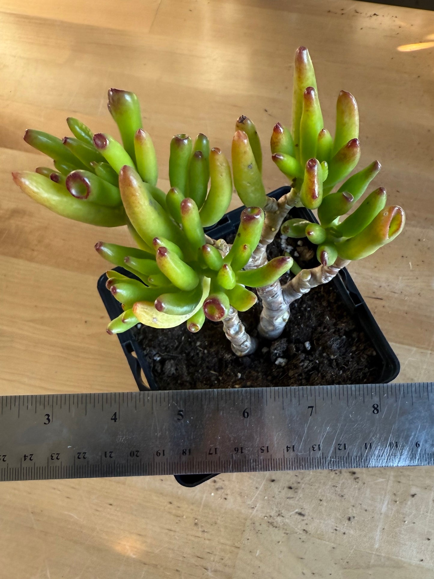 'ET Fingers' Jade SH172 | Crassula ovata 'Gollum'
