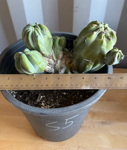 Myrtillocactus geometrizans ‘cristata’ Large Form S5