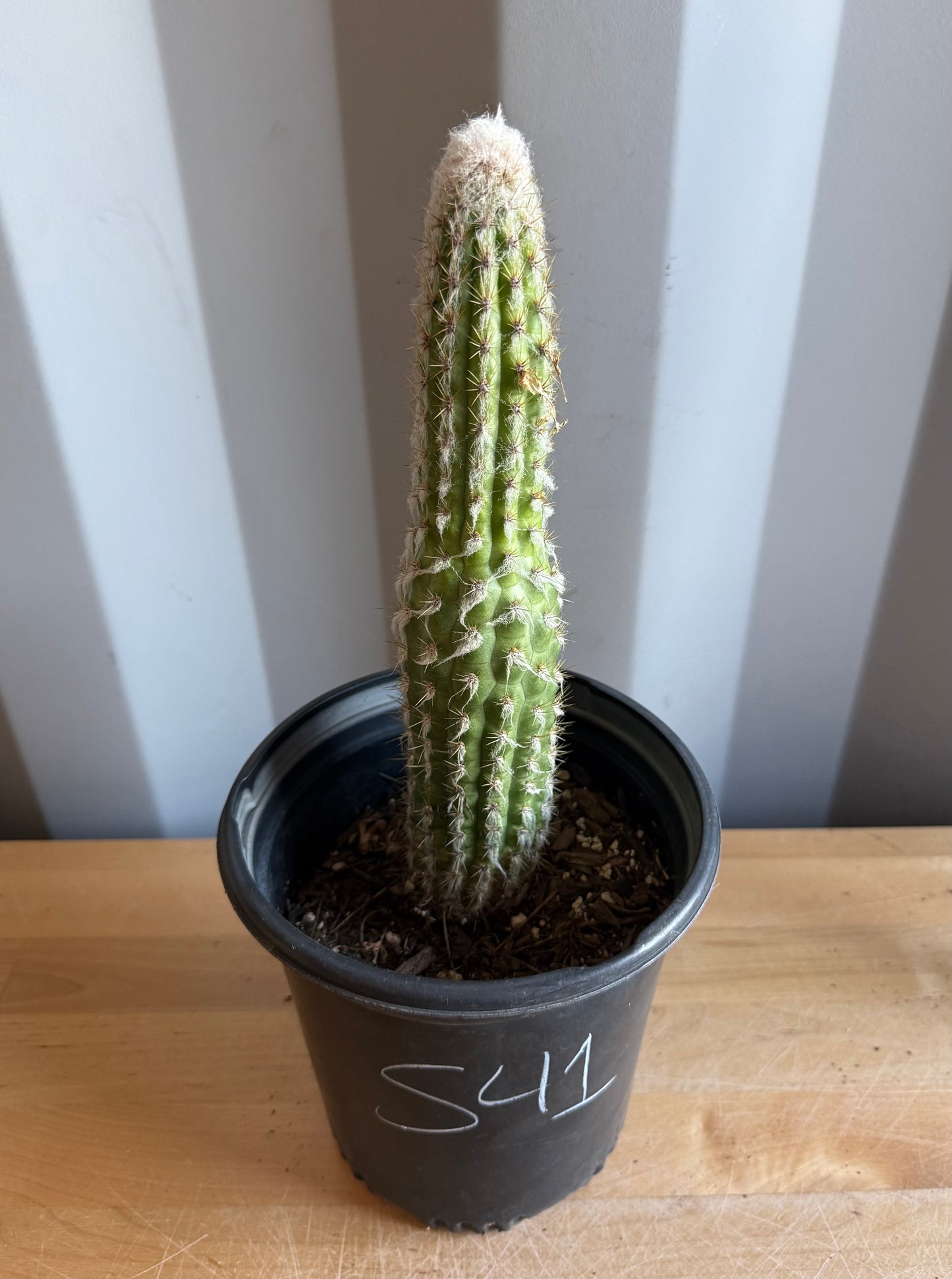 Old Man of the Andes | Oreocereus doelzianus S41