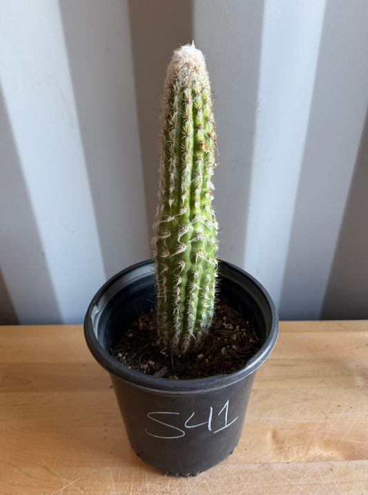 Old Man of the Andes | Oreocereus doelzianus S41
