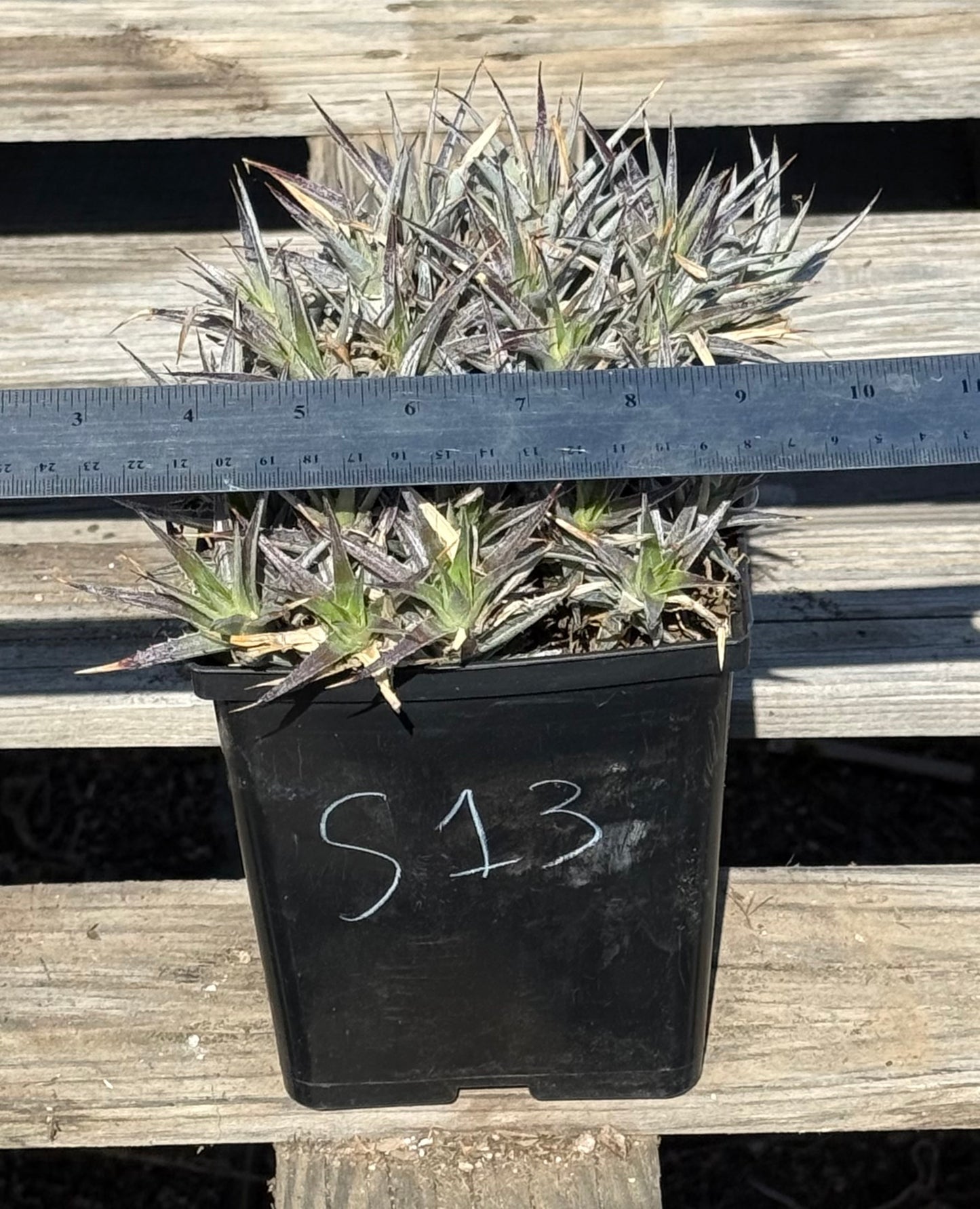 Abromeitiella brevifolia S13 | Deuterocohnia brevifolia