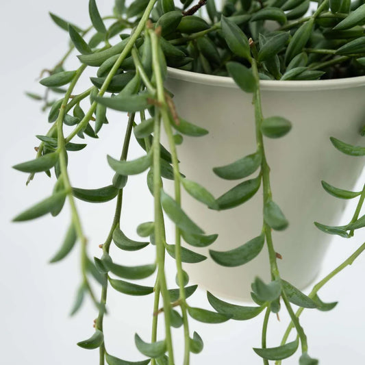 Senecio radicans 'String of Bananas' 6in