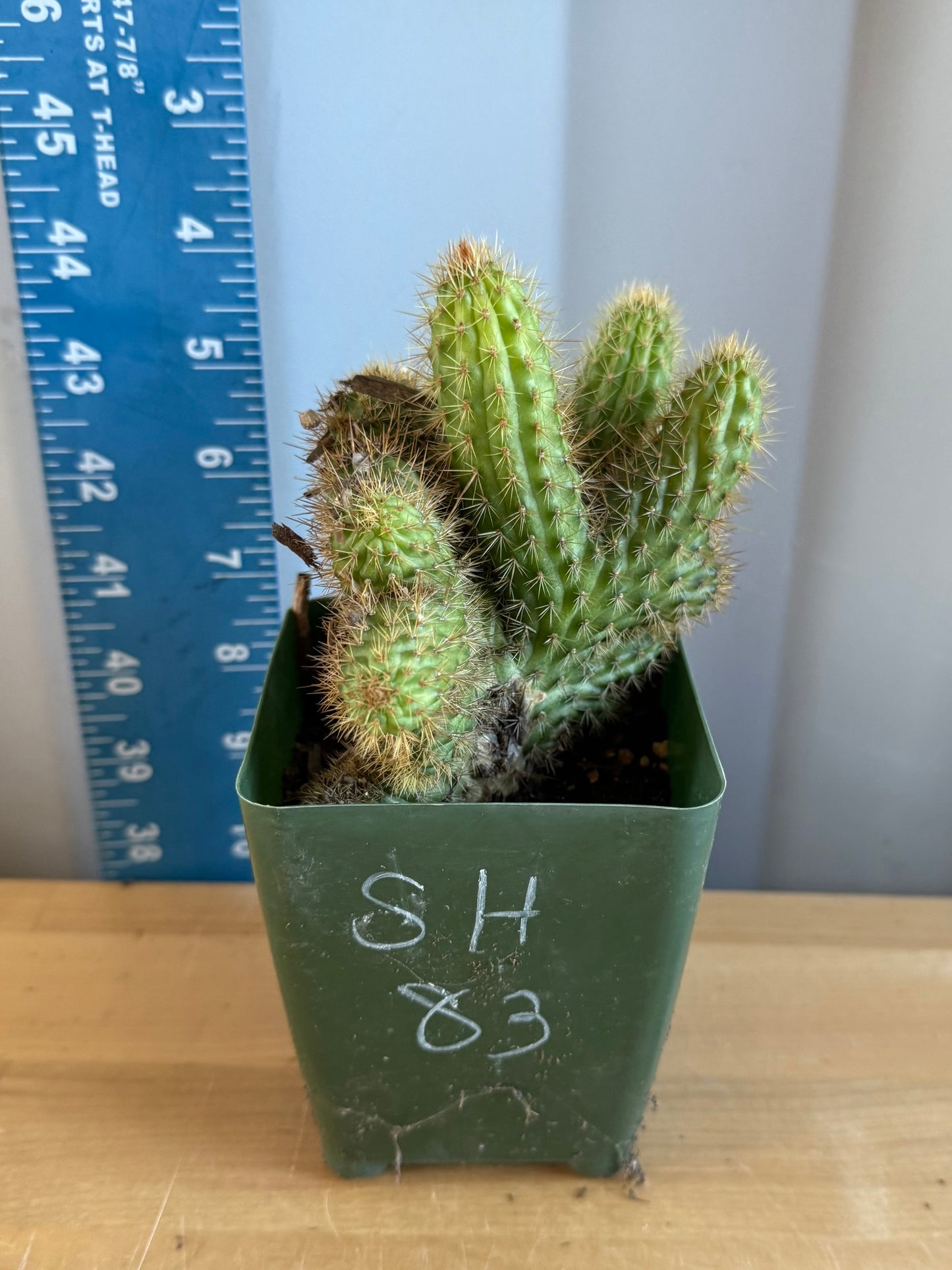 Crested Golden 'Rat Tail' Cactus | Cleistocactus winteri cristata SH83