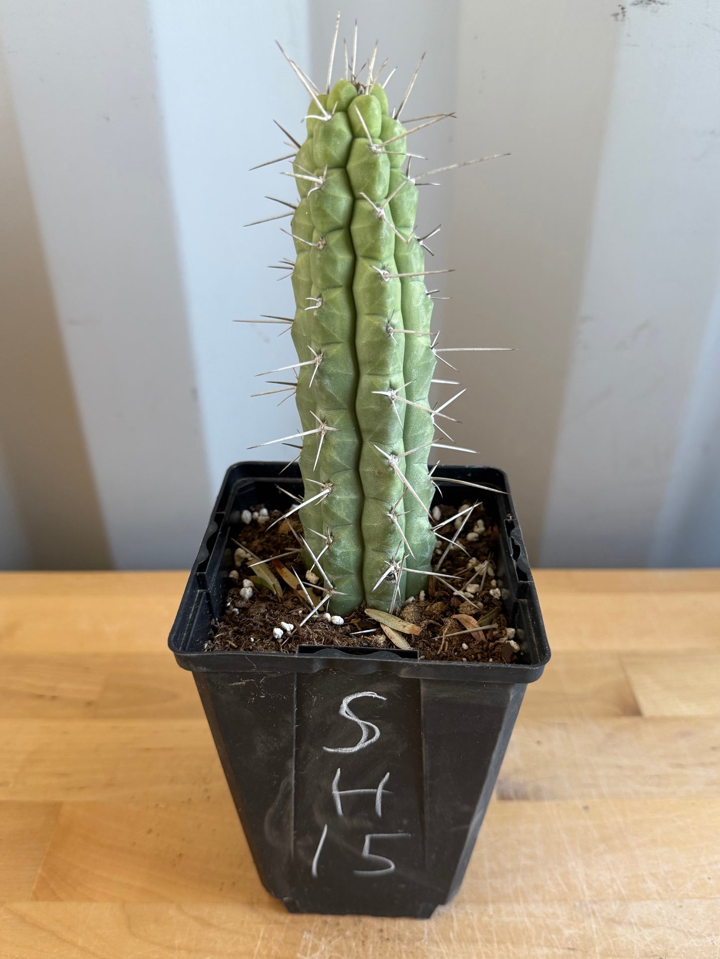 4-inch Rauhocereus riosaniensis SH15 | Rauhocereus riosaniensis ssp. jaenensis