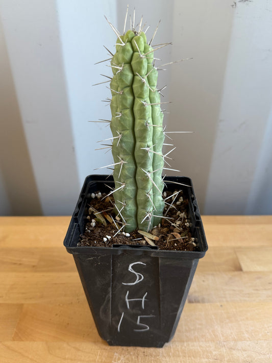 4-inch Rauhocereus riosaniensis SH15 | Rauhocereus riosaniensis ssp. jaenensis