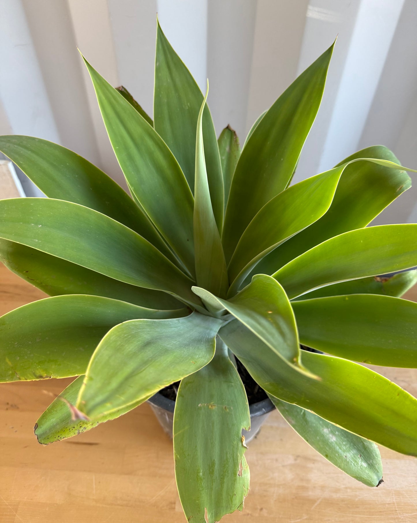 Foxtail Agave SH41 | Agave attenuata