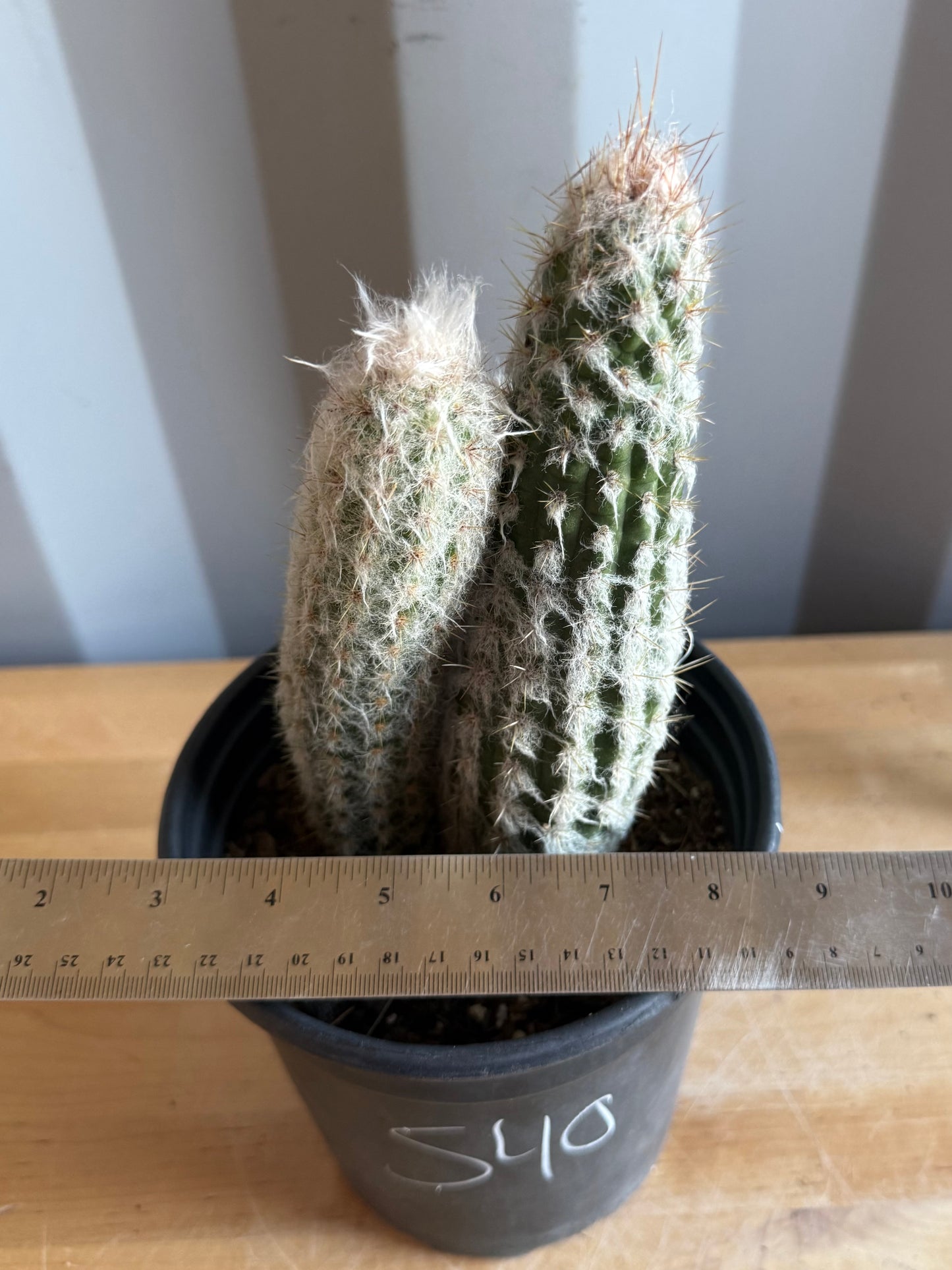 Old Man of the Andes | Oreocereus doelzianus S40