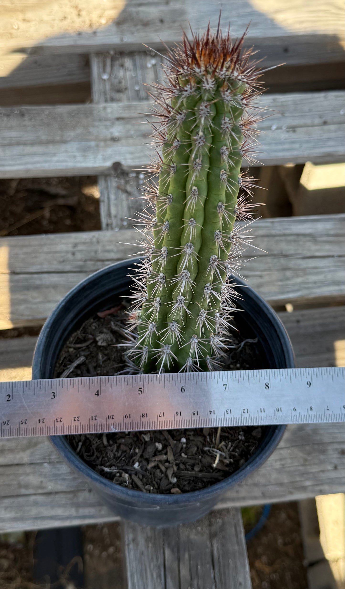 Cleistocactus fieldianus S39