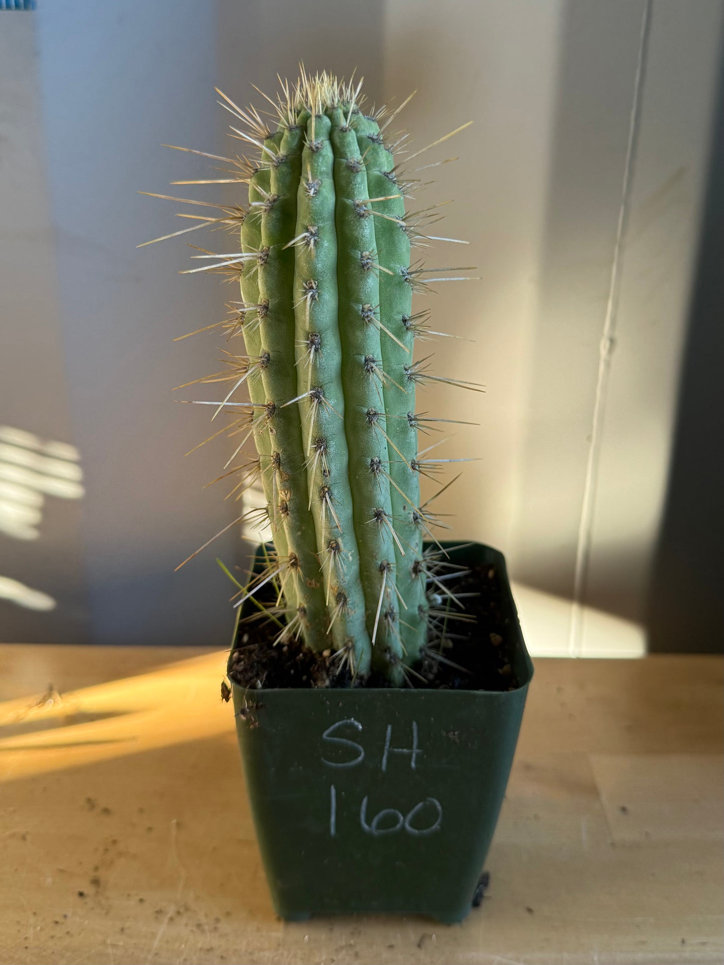 Cleistocactus SH160