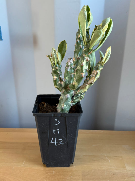 Euphorbia neriifolia variegata SH42 | Euphorbia Neriifolia Variegated