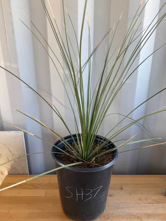 5gal Mexican Grass SH37 | Dasylirion longissimum