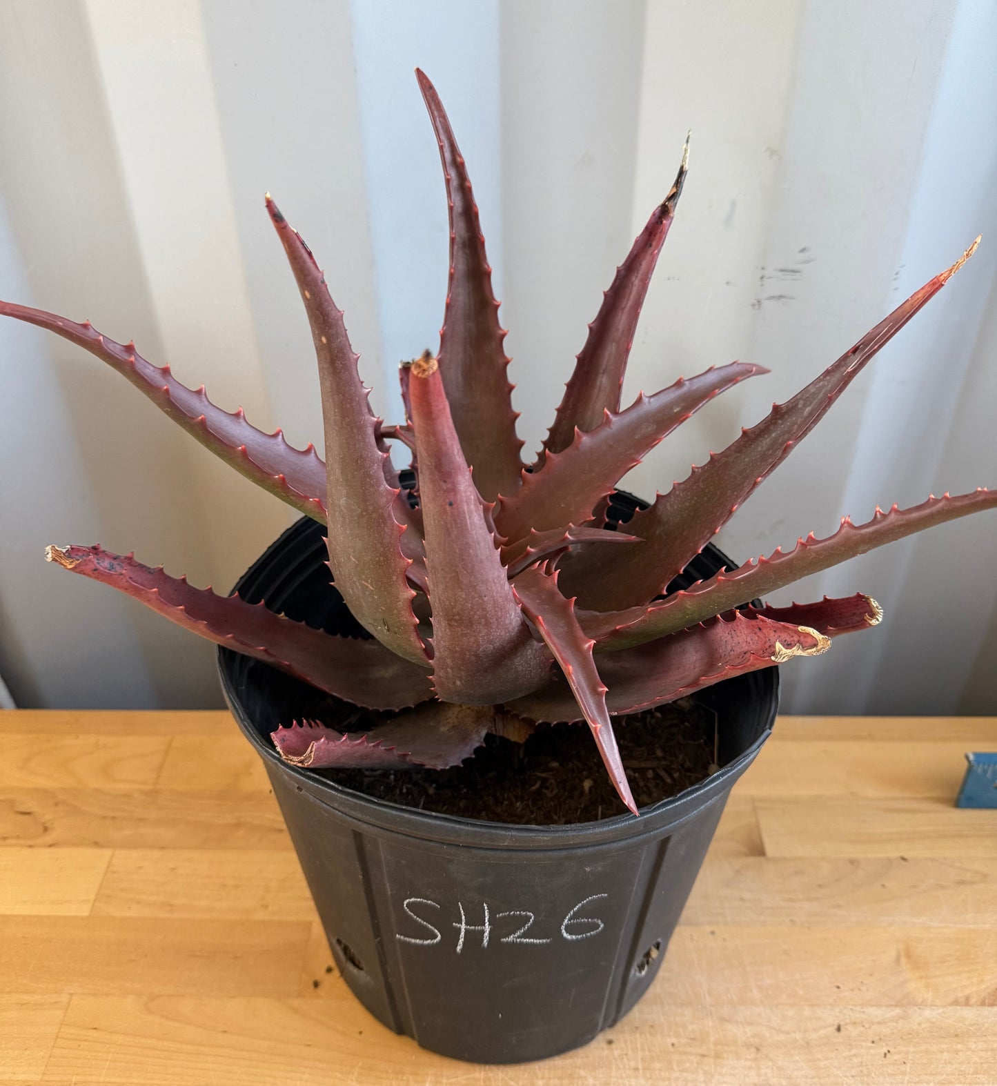 Aloe cameronii  x chabaudii Hybrid SH26