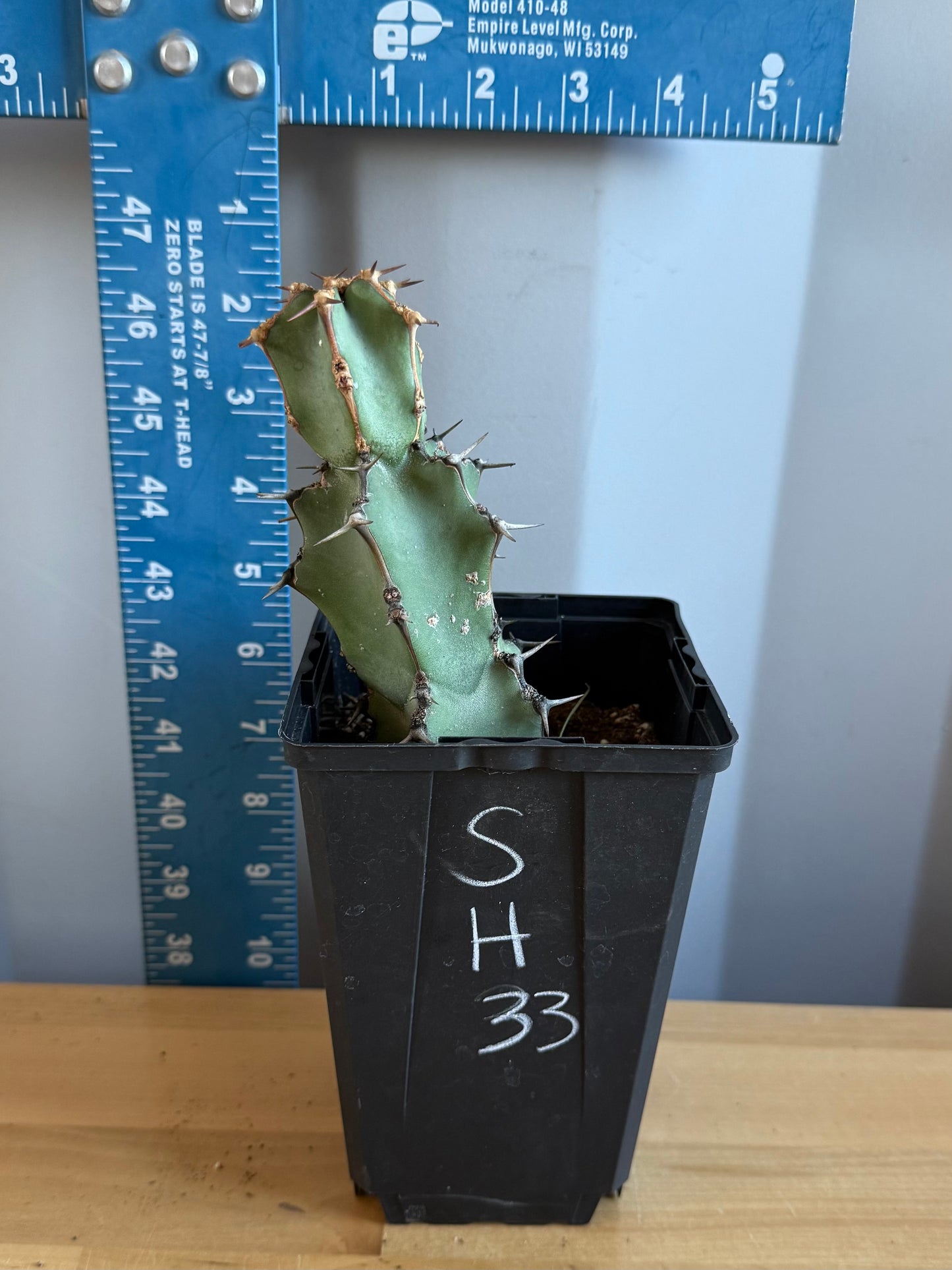 Euphorbia coerulescens SH33