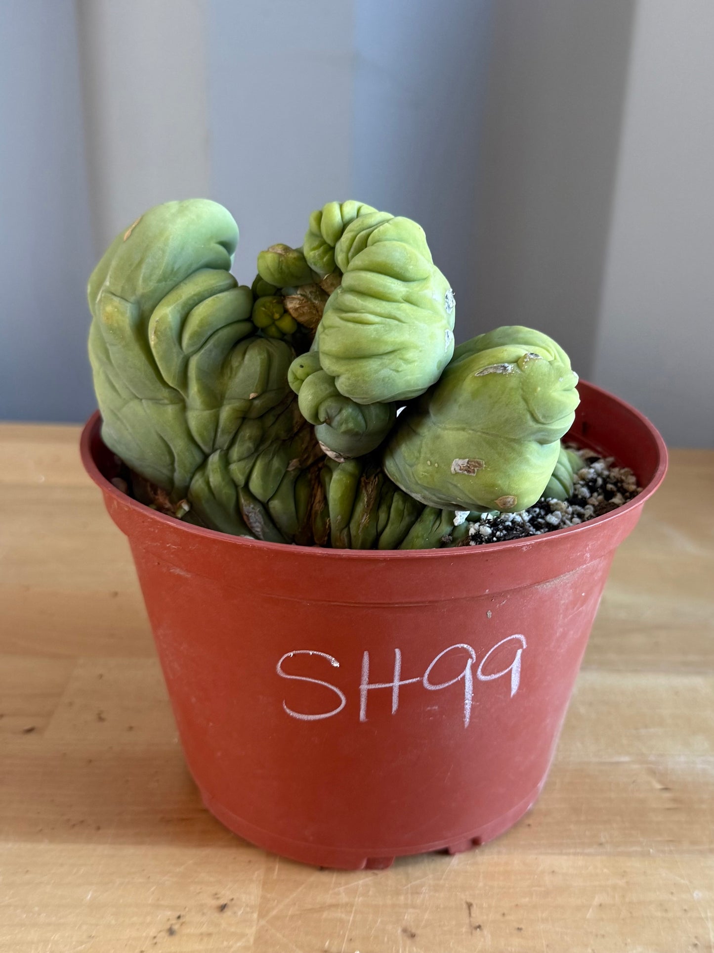 Crested Monstrose Cactus SH99