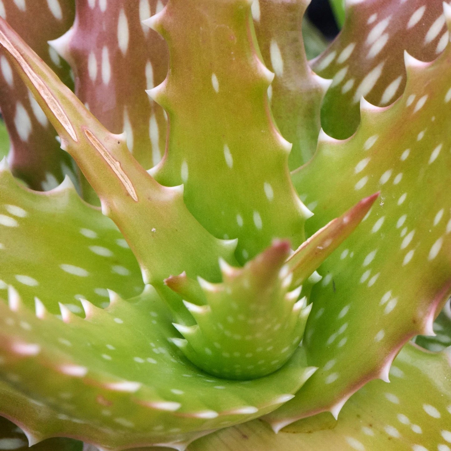 Aloe dorotheae 'Canary Yellow' 3g