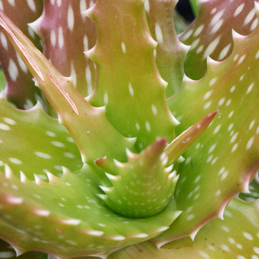 Aloe dorotheae 'Canary Yellow' 3g