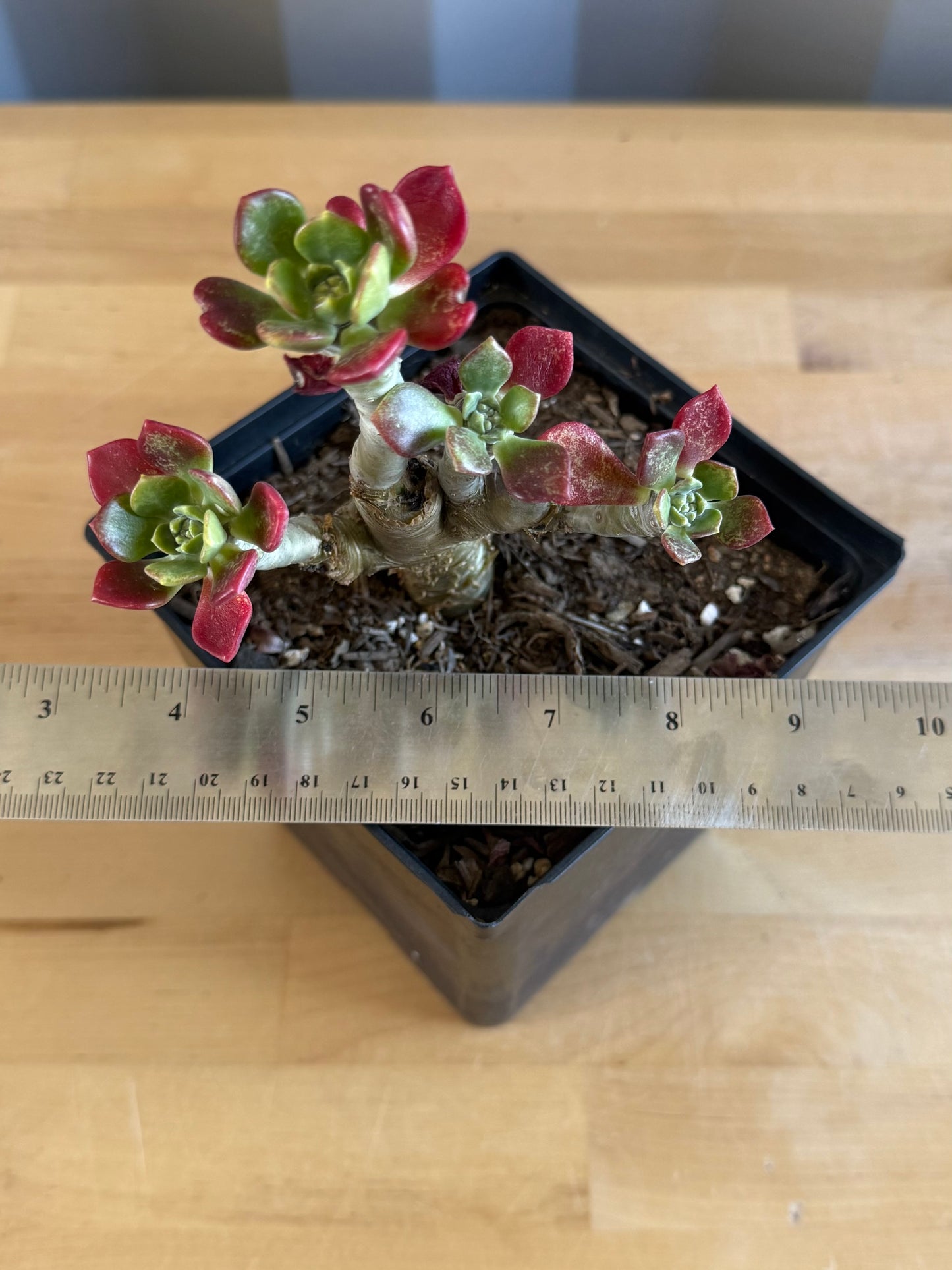 Sedum frutescens SH6