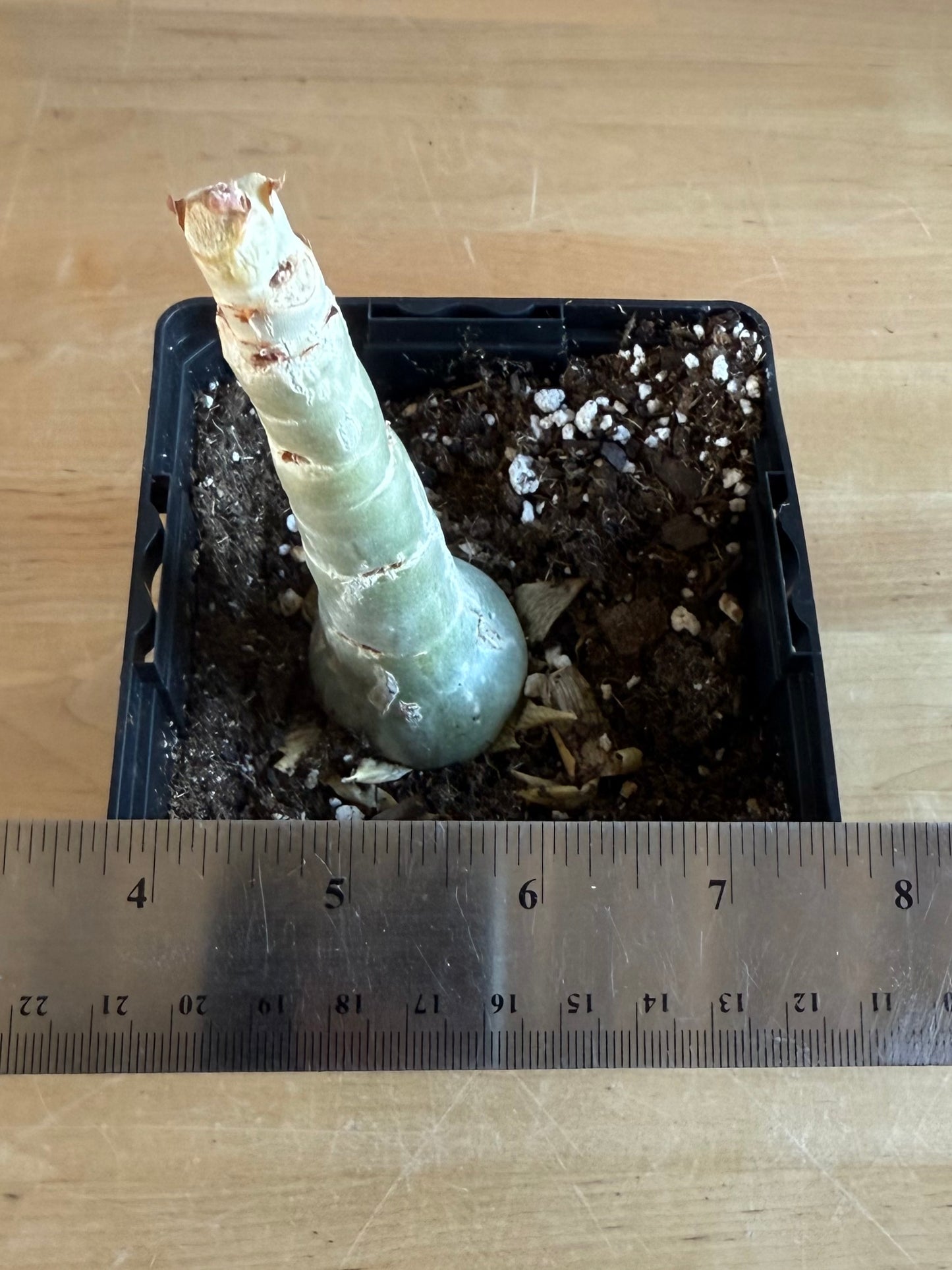 4-inch Cyphostemma cirrhosum SH91