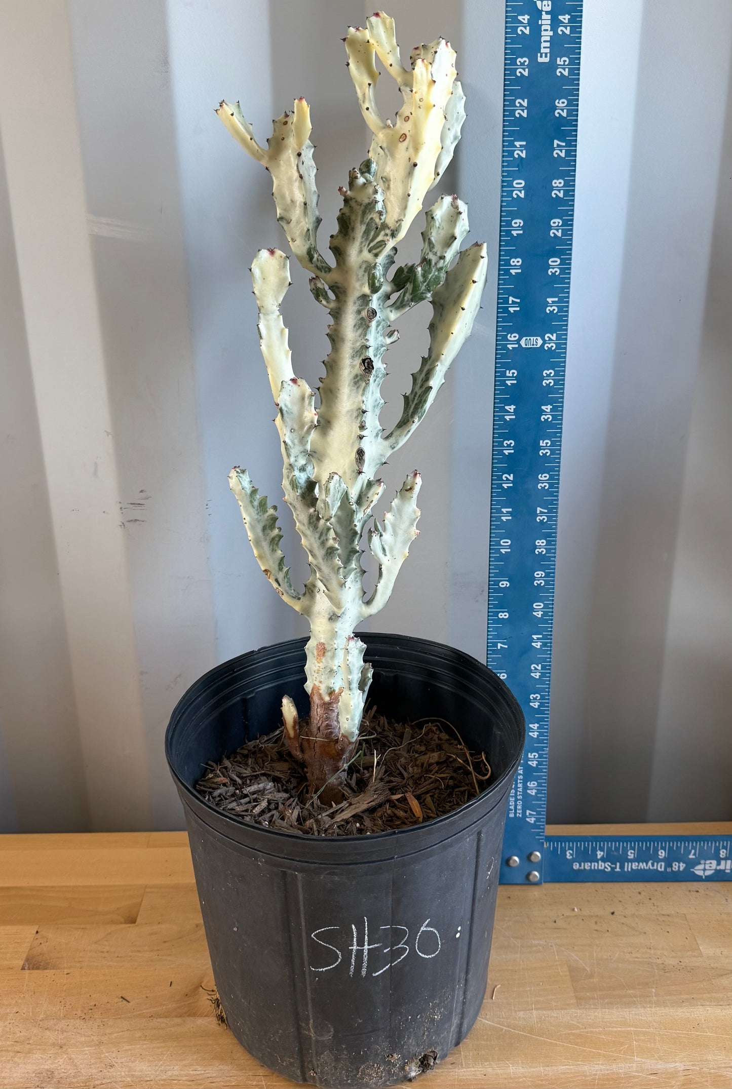 5gal ‘Dragon Bones’ | Euphorbia lactea variegata ‘White Ghost’ SH30