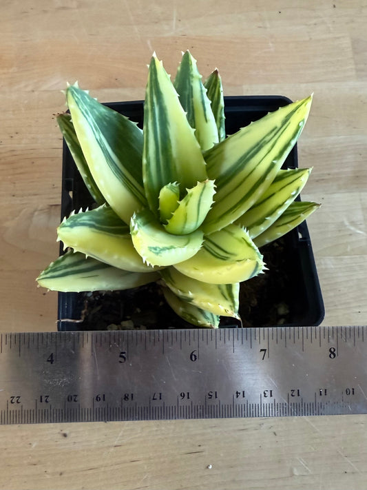 4-inch Golden Toothed Aloe SH59 | Variegated Aloe nobilis