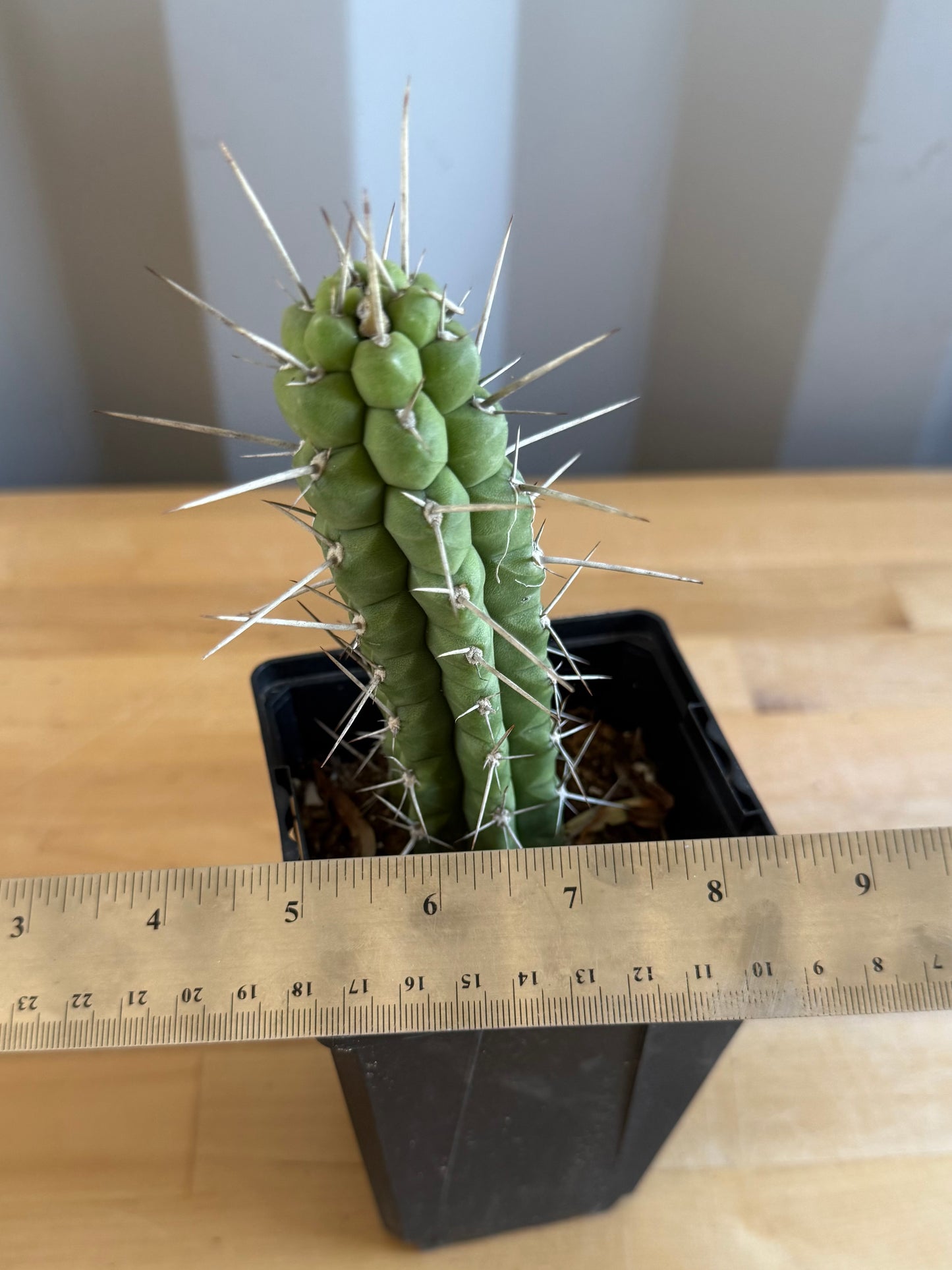 4-inch Rauhocereus riosaniensis SH14 | Rauhocereus riosaniensis ssp. jaenensis