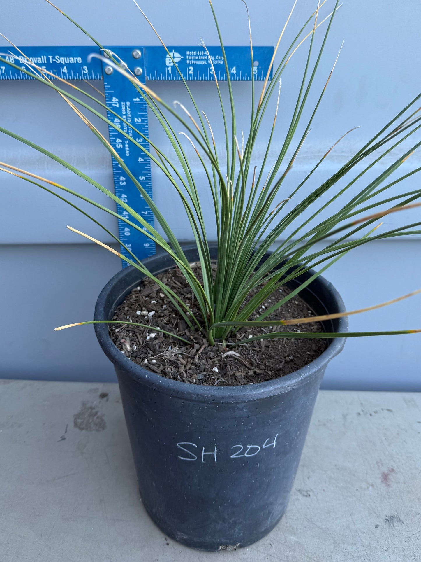 5gal Mexican Grass SH204 | Dasylirion longissimum