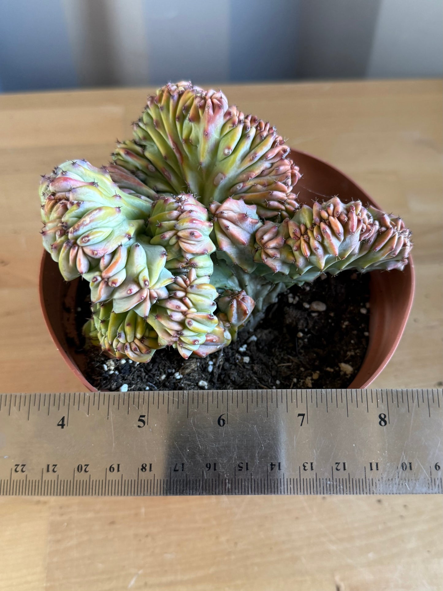 Myrtillocactus geometrizans ‘cristata’ SH115