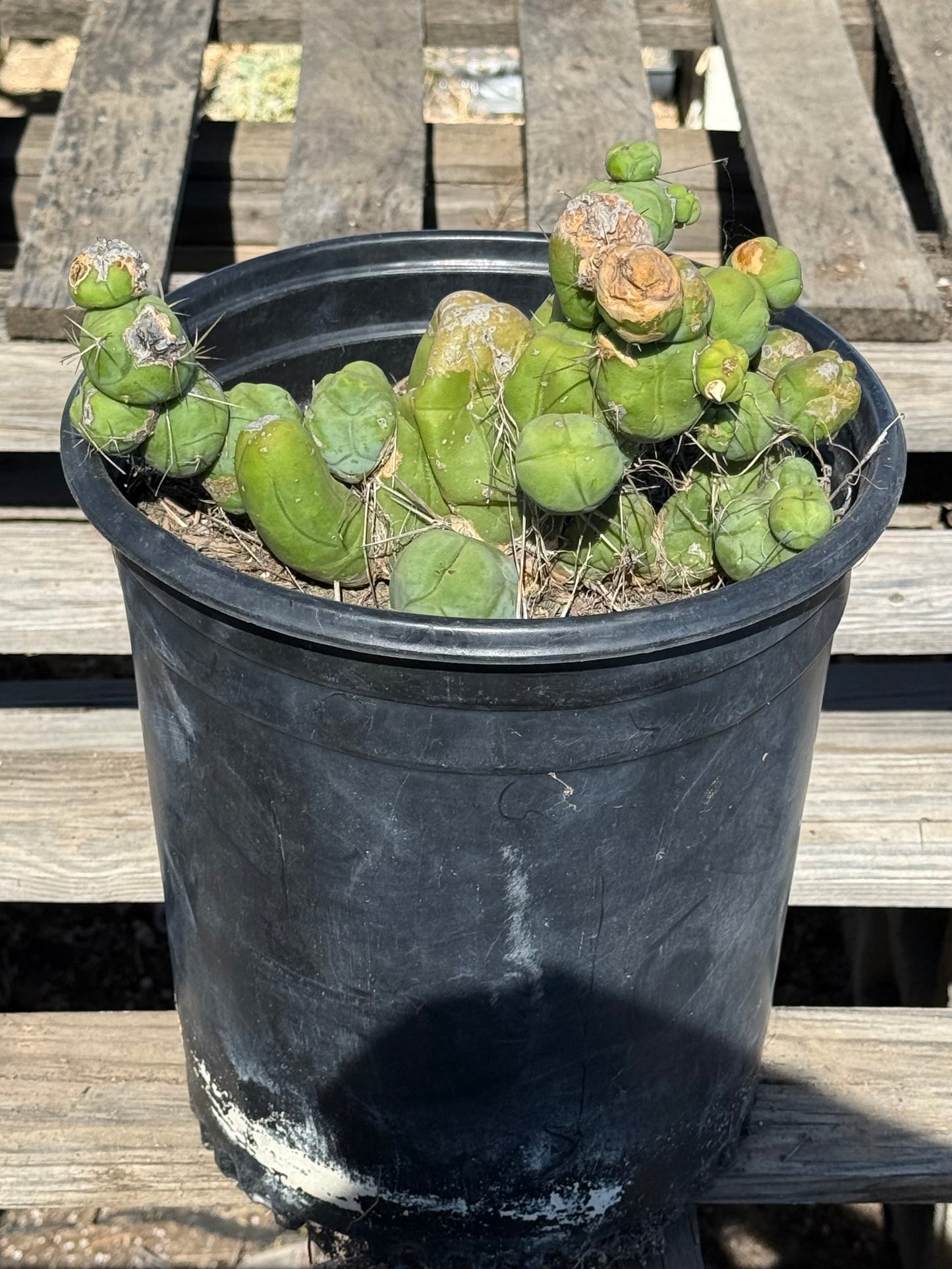 Monstrose Cactus S10