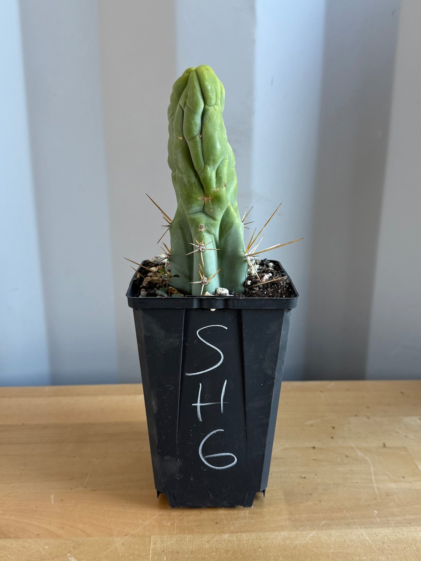 Bruce’s Dragon Cactus SH6