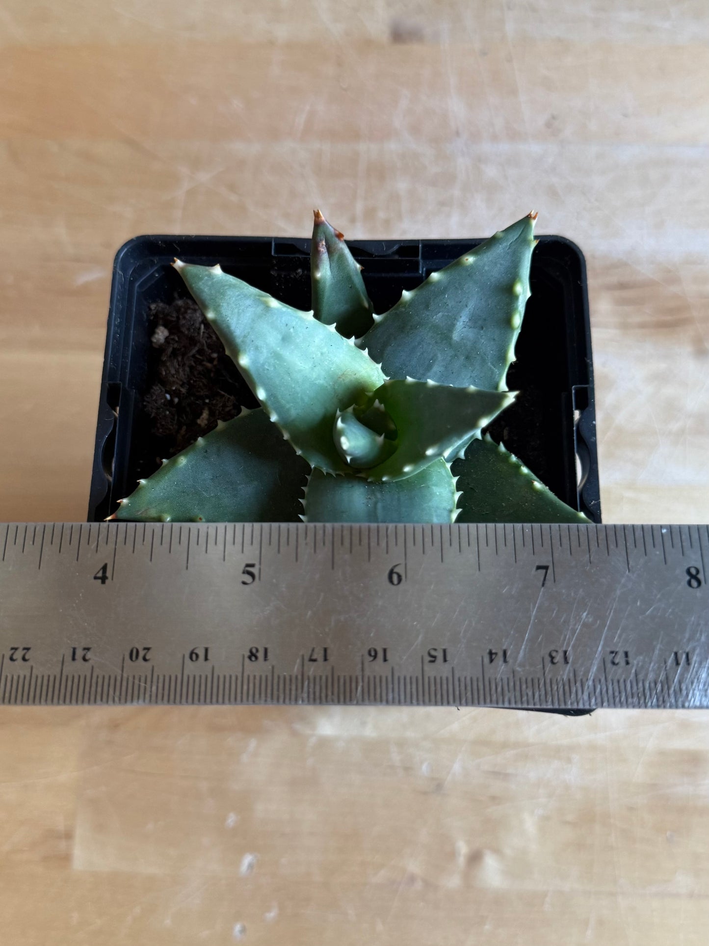 4-inch Aloe ‘Hellskloof Bells’ S49 | Aloe pearsonii x distans