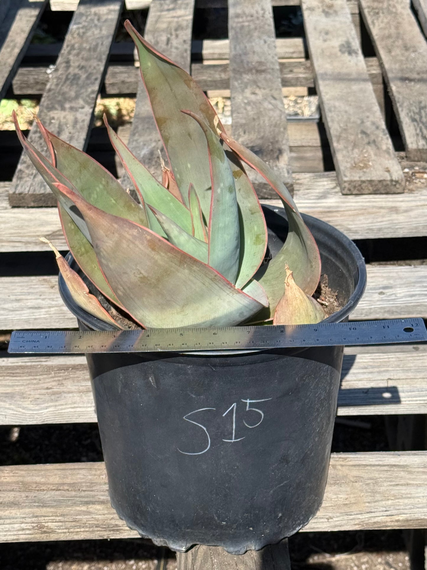 Coral Aloe S15 | Aloe striata