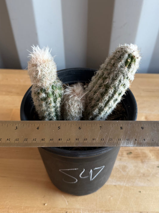 Old Man of the Andes | Oreocereus doelzianus S47