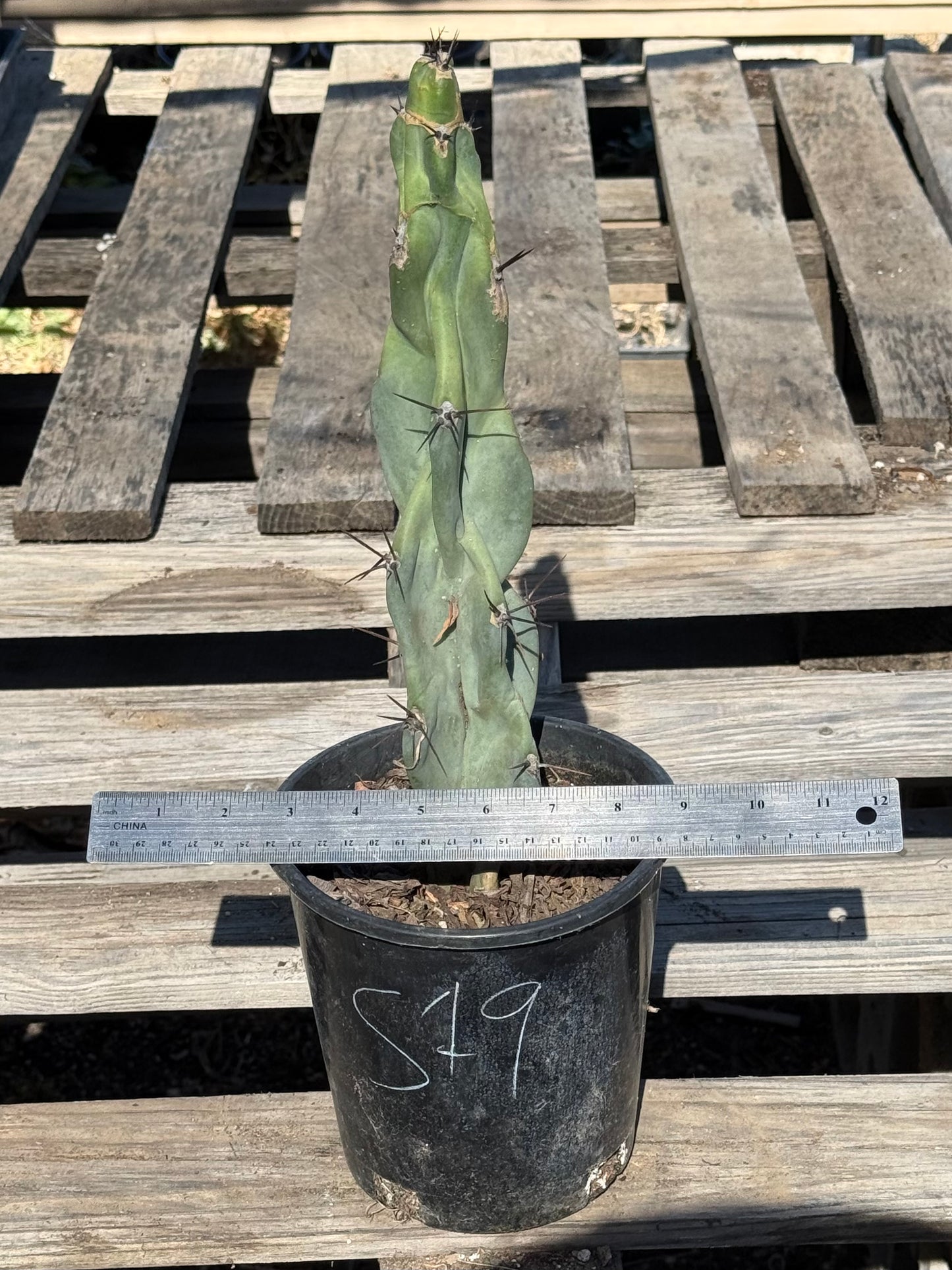 Cereus forbesii S19