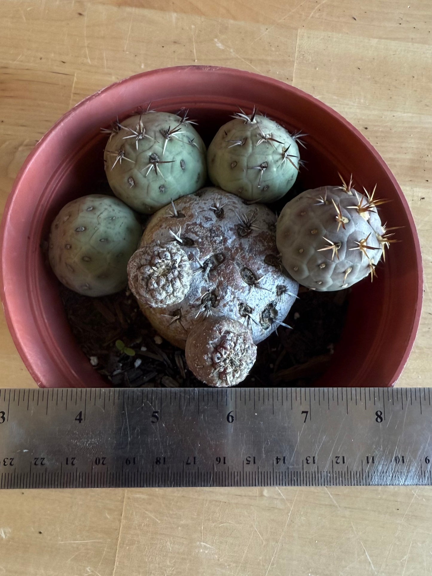 Tephrocactus Geometricus SH100