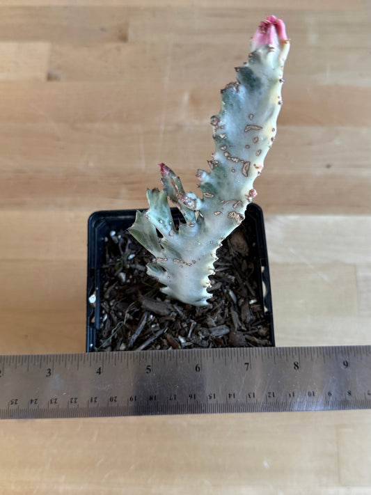 4-inch ‘Dragon Bones’ | Euphorbia lactea variegata ‘White Ghost’ SH46