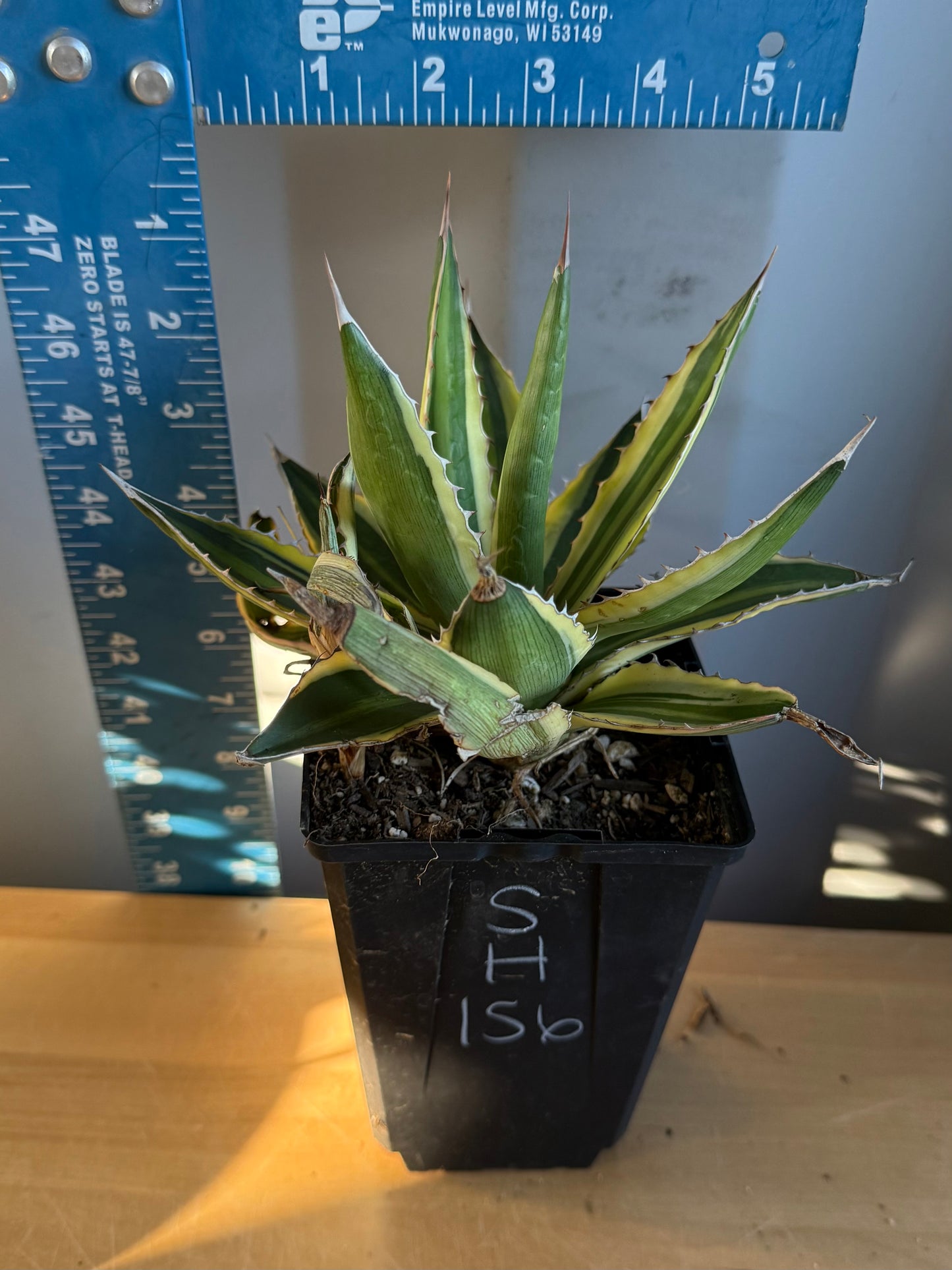 Agave ‘Quadricolor’ SH156 | Variegated Century Plant