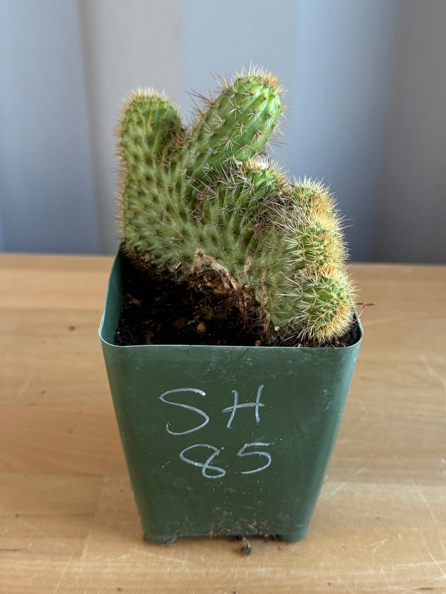 Crested Golden 'Rat Tail' Cactus | Cleistocactus winteri cristata SH85