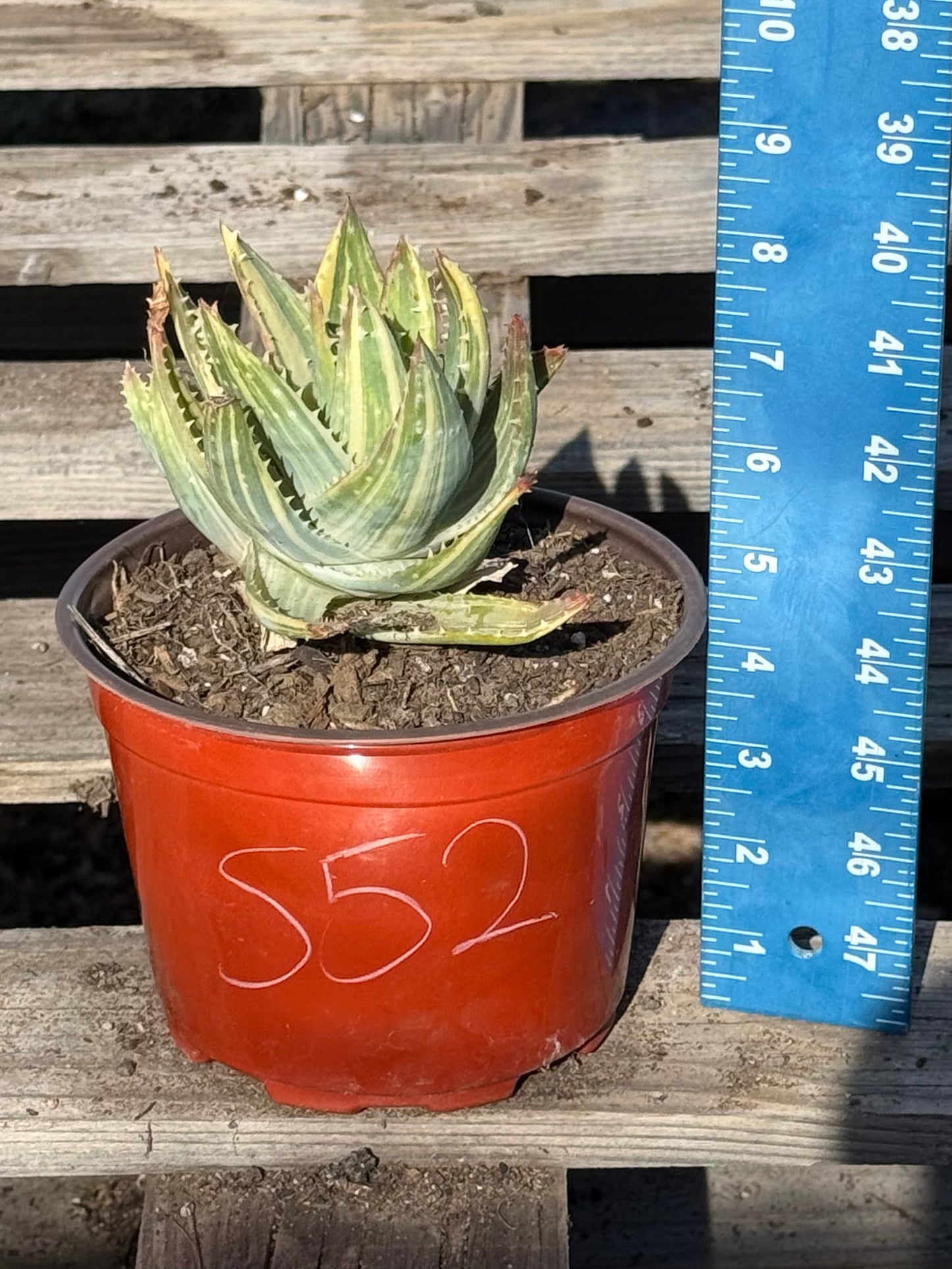 Variegated Aloe nobilis S52 | Golden Toothed Aloe