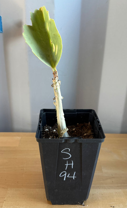 4-inch Cyphostemma cirrhosum SH94