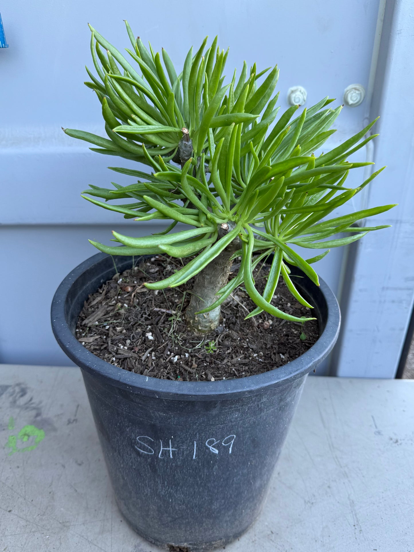 5gal Tylecodon dinteri SH189