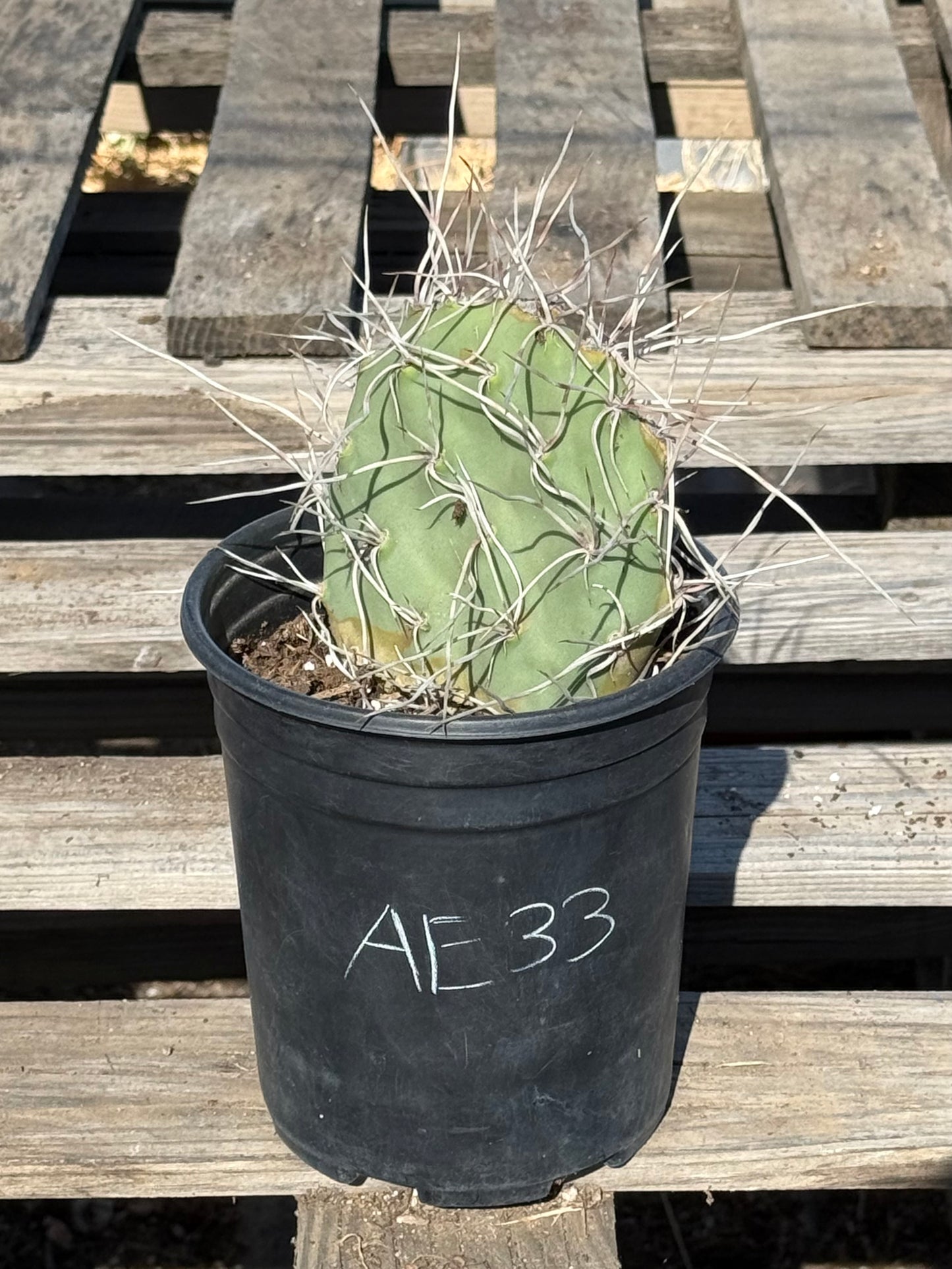 Opuntia sulphurea' AE33 | Sulphur Prickly Pear