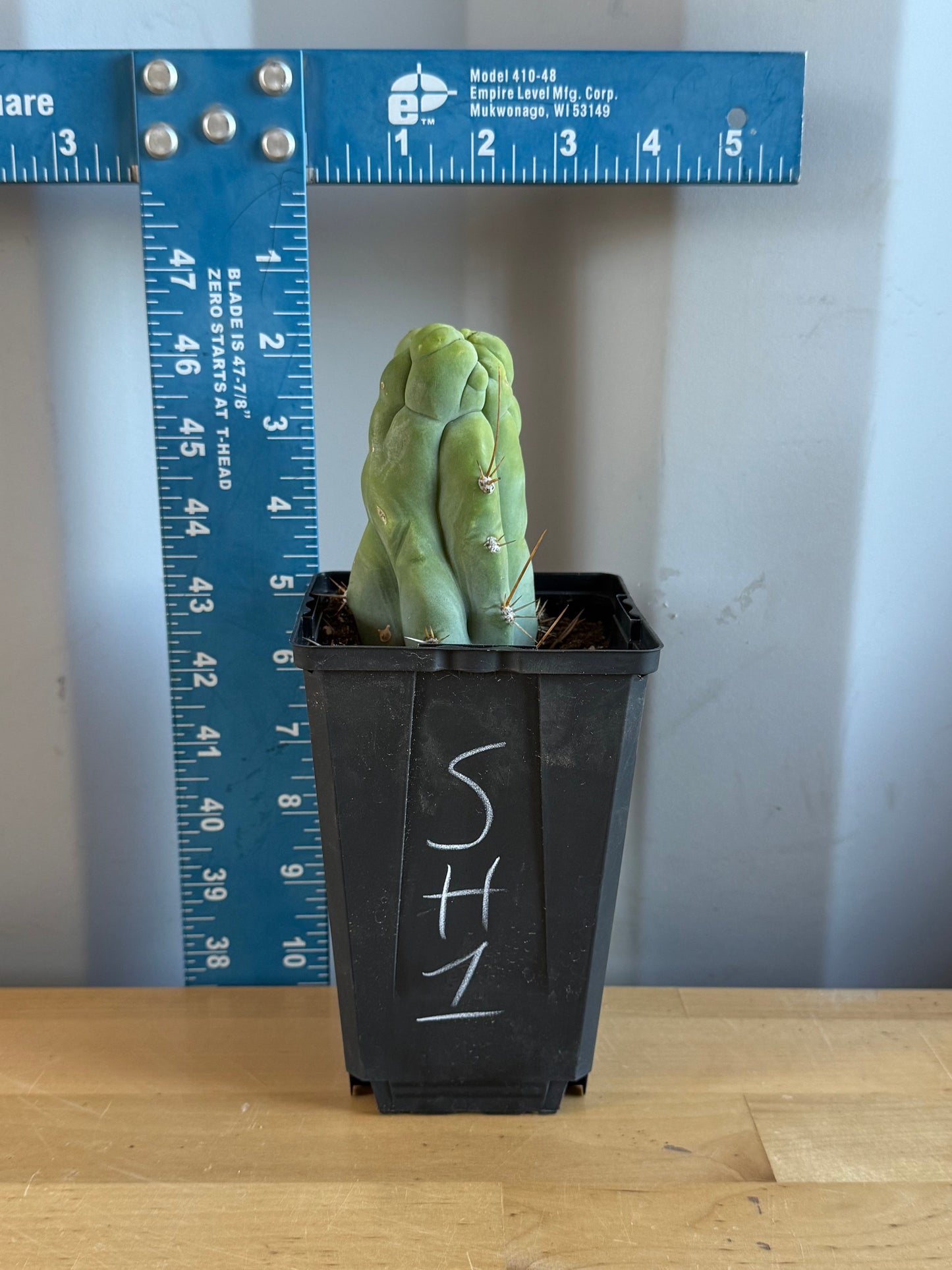 Bruce's Dragon Cactus SH1