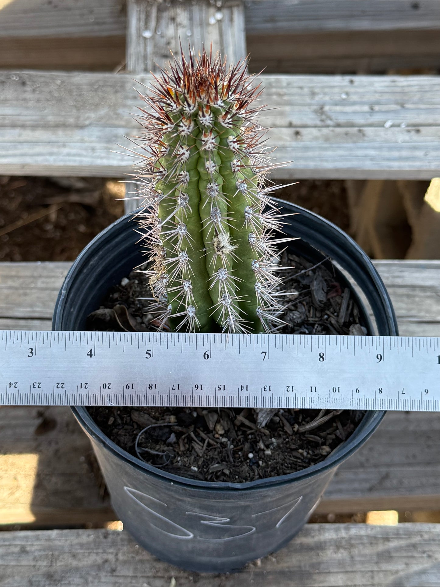 Cleistocactus fieldianus S37