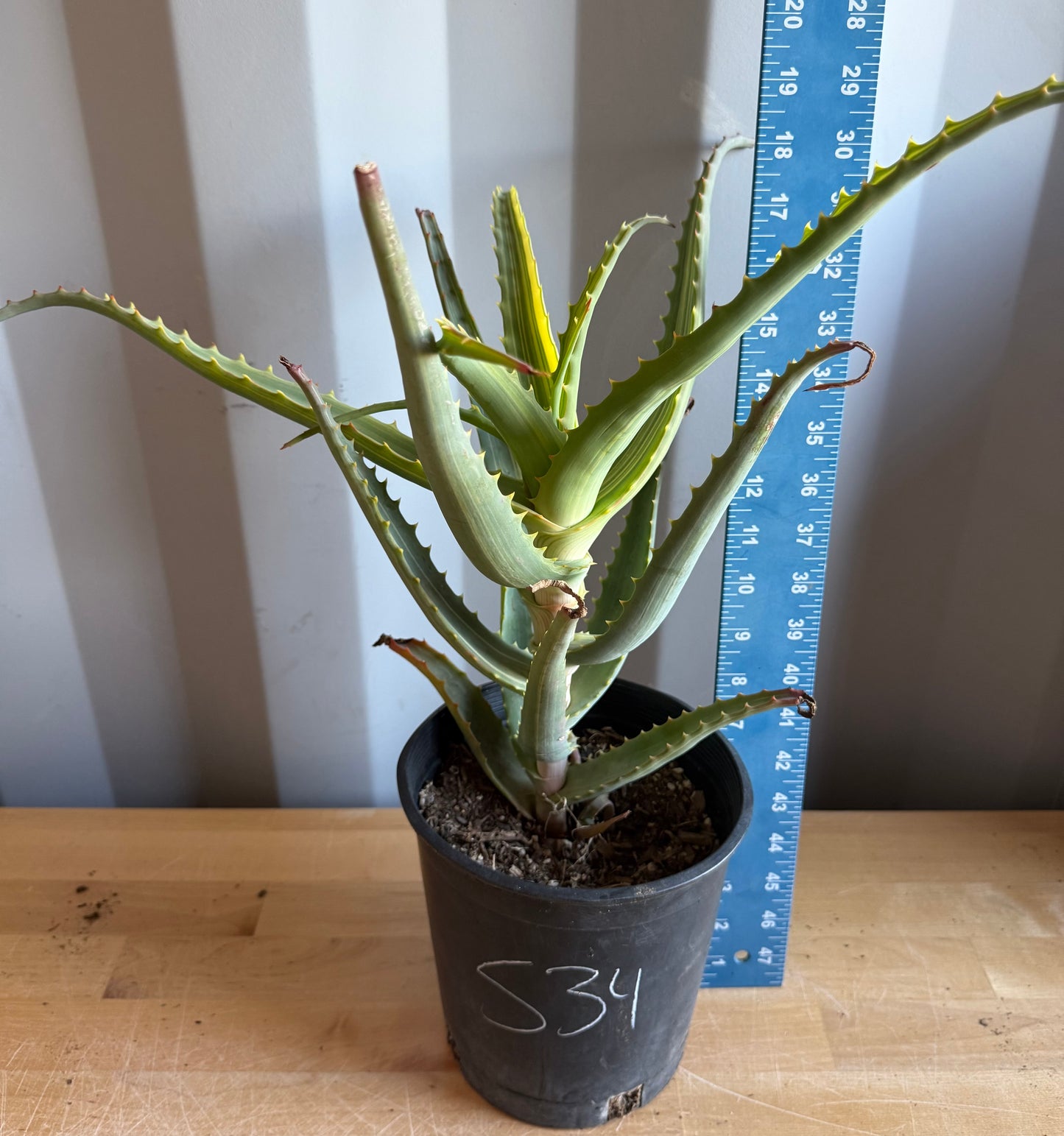 Aloe arborescens 'variegata' S34 | Variegated Aloe arborescens