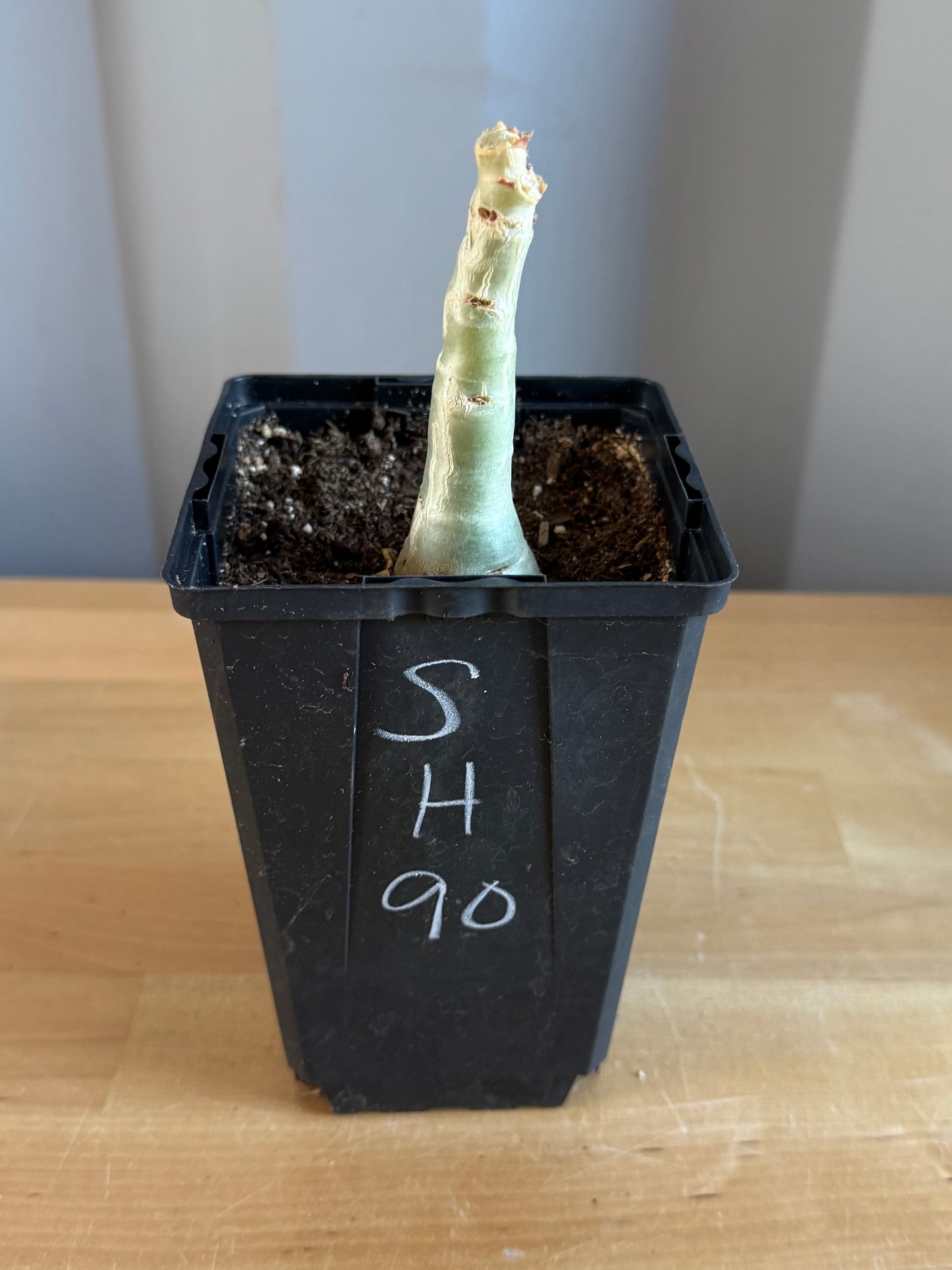 4-inch Cyphostemma cirrhosum SH90