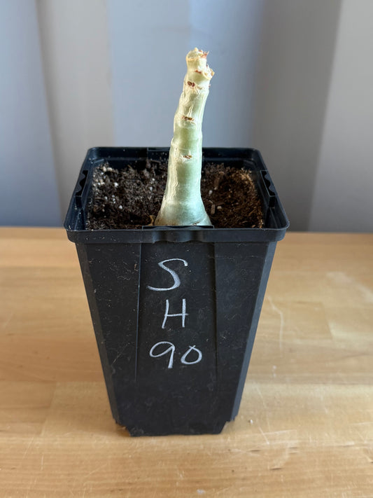 4-inch Cyphostemma cirrhosum SH90