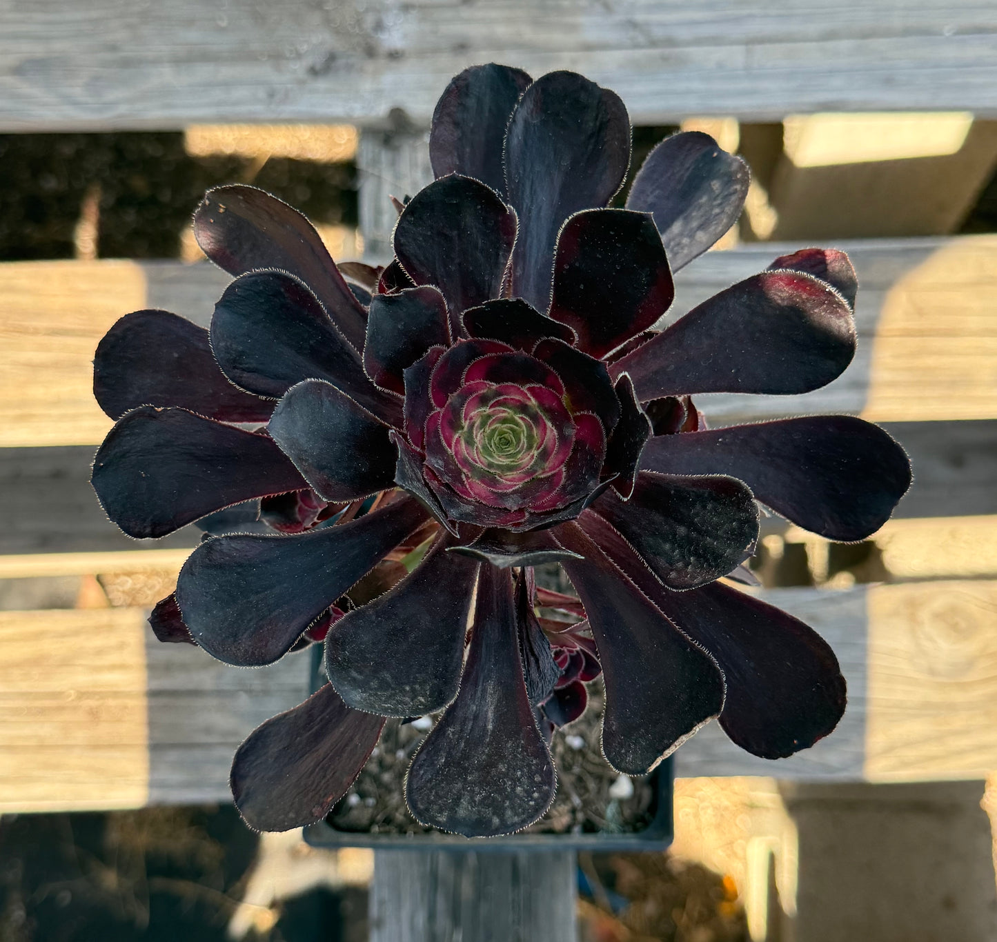 Aeonium arboreum 'Zwartkop' S17 | Black Rose Aeonium